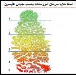Arabshealth- مقياس غليسون لتحديد مستوى الإصابة بسرطان البروستات.jpg